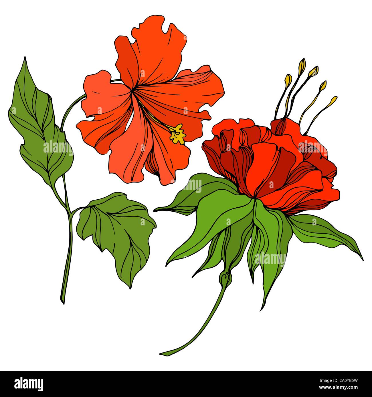 Vector floral fleur botanique tropicale. Hawaiian tropical exotique de l'été. L'art d'encre gravée fleurs isolées de l'élément d'illustration. Illustration de Vecteur