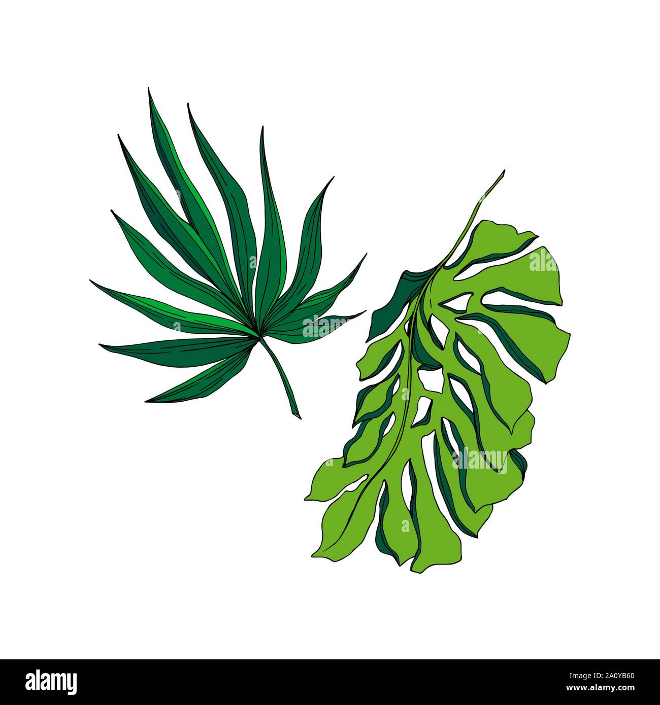 Hawaiian tropical exotique de vecteur de l'été. Palm Beach de feuilles d'arbres jungle botanique. Gravée en noir et blanc L'art d'encre feuilles isolées illustration elemen Illustration de Vecteur