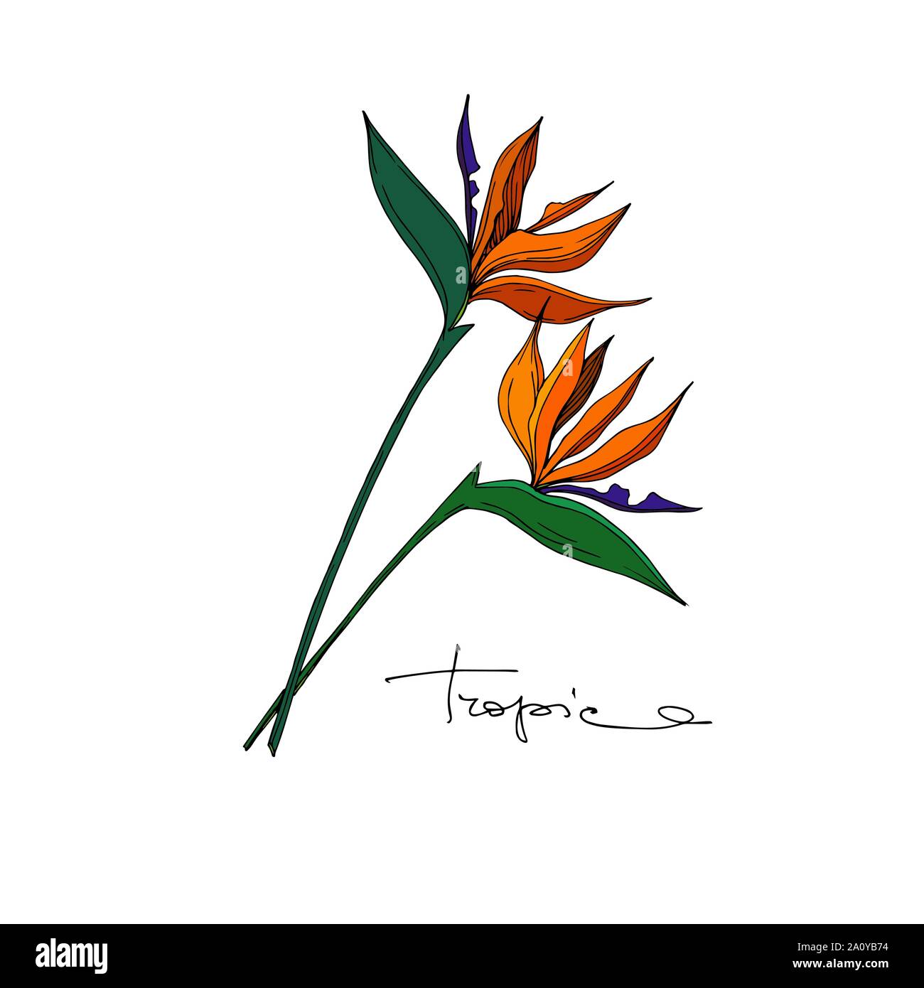 Vector floral fleurs botanique tropicale. Lame de ressort sauvages isolés de fleurs sauvages. L'encre noir et blanc gravé de fleurs élément illustration isolé art. Illustration de Vecteur