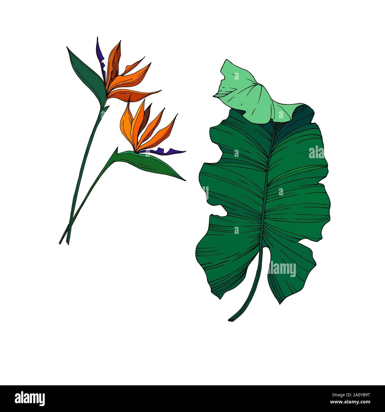 Vector floral fleurs botanique tropicale. Lame de ressort sauvages isolés de fleurs sauvages. L'encre noir et blanc gravé de fleurs élément illustration isolé art. Illustration de Vecteur