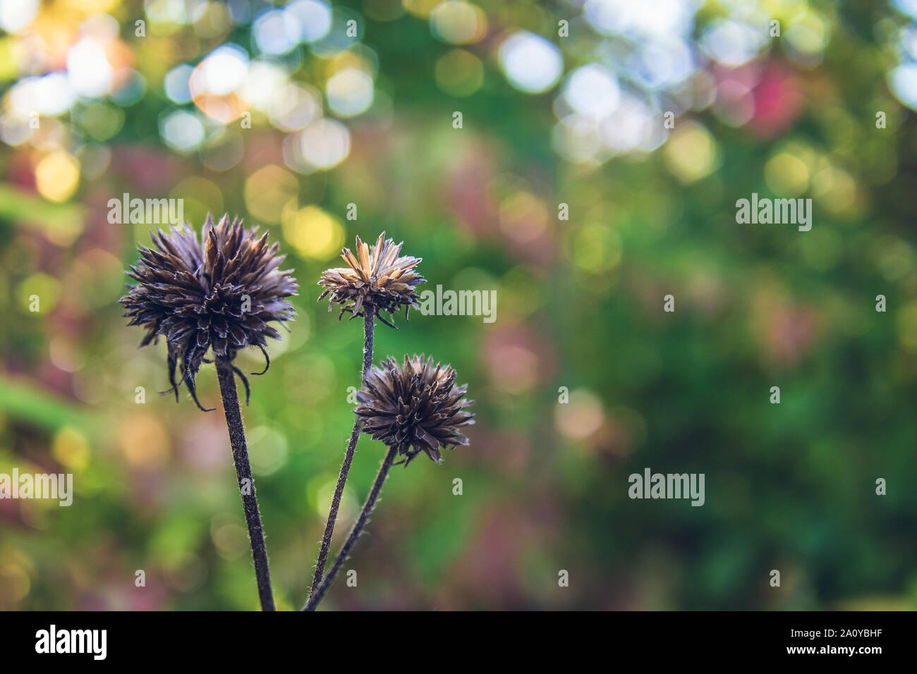 Ciboulette Flowerheads morte Banque D'Images