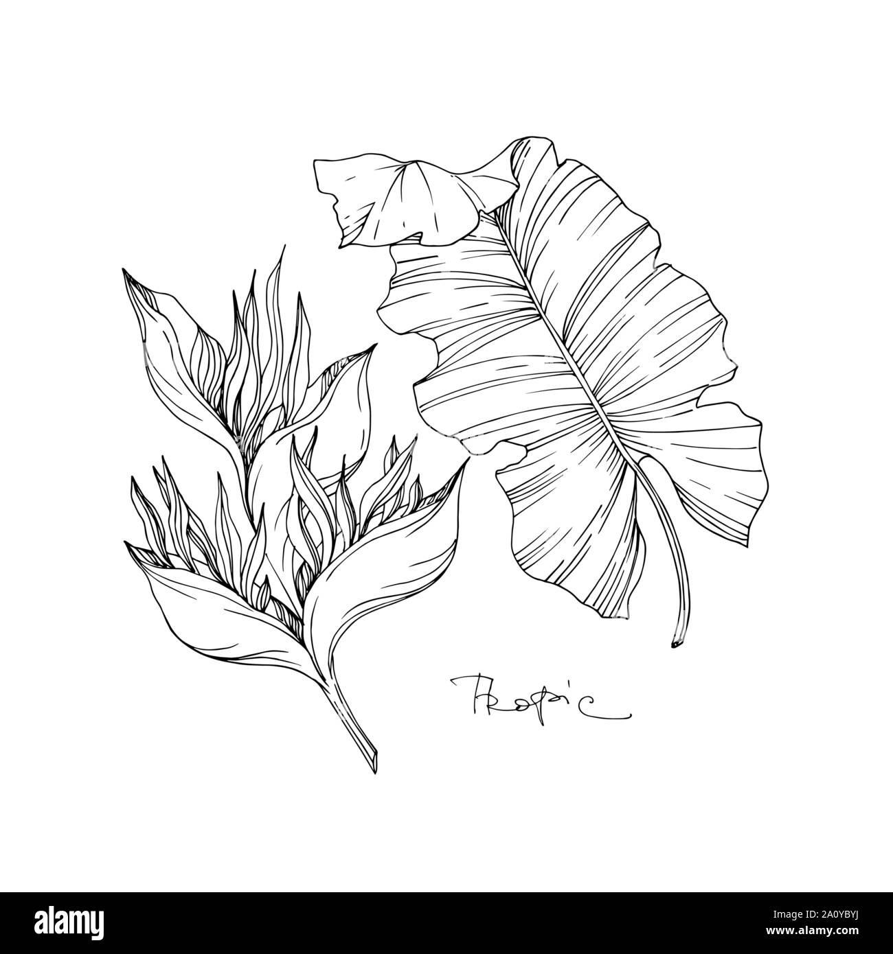 Vector floral fleurs botanique tropicale. Lame de ressort sauvages isolés de fleurs sauvages. L'encre noir et blanc gravé de fleurs élément illustration isolé art. Illustration de Vecteur
