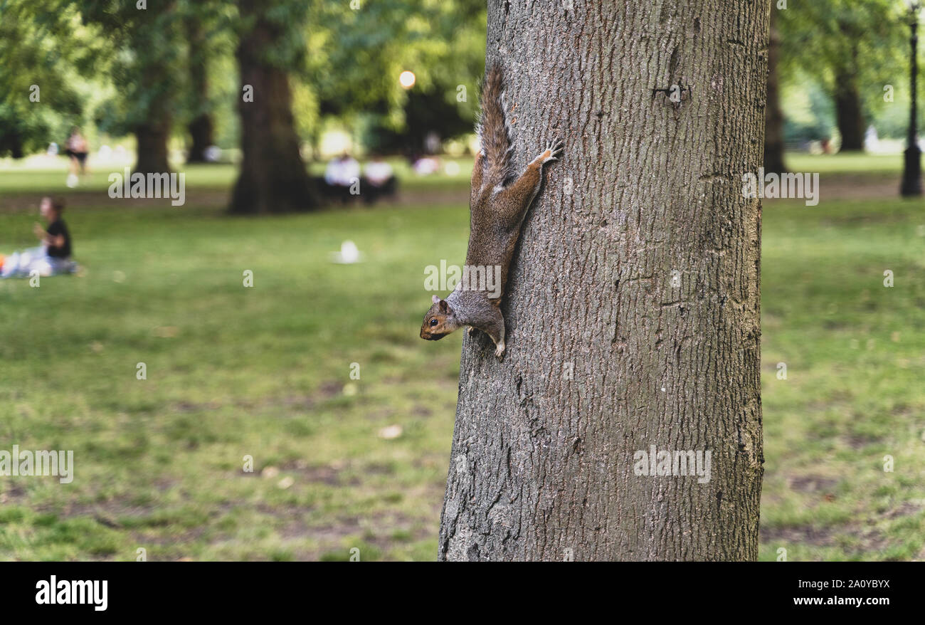 Un écureuil roux (Tamiasciurus hudsonicus) est accroché sur le côté d'un tronc d'arbre dans le parc de Londres, Royaume-Uni. Green Park London Banque D'Images