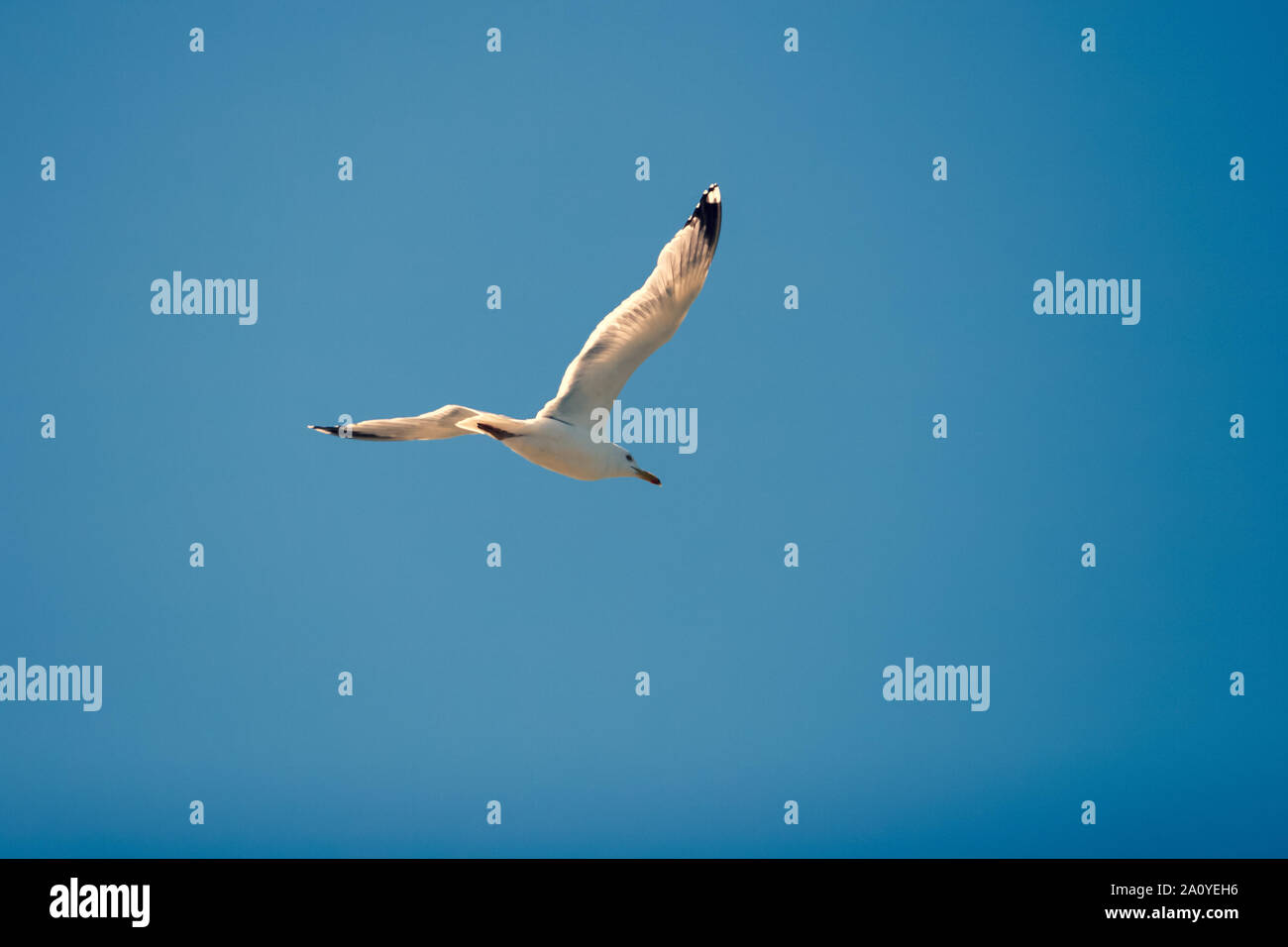 Flying seagull contre le ciel bleu par temps ensoleillé. Un oiseau s'élance, comme un avion. Banque D'Images