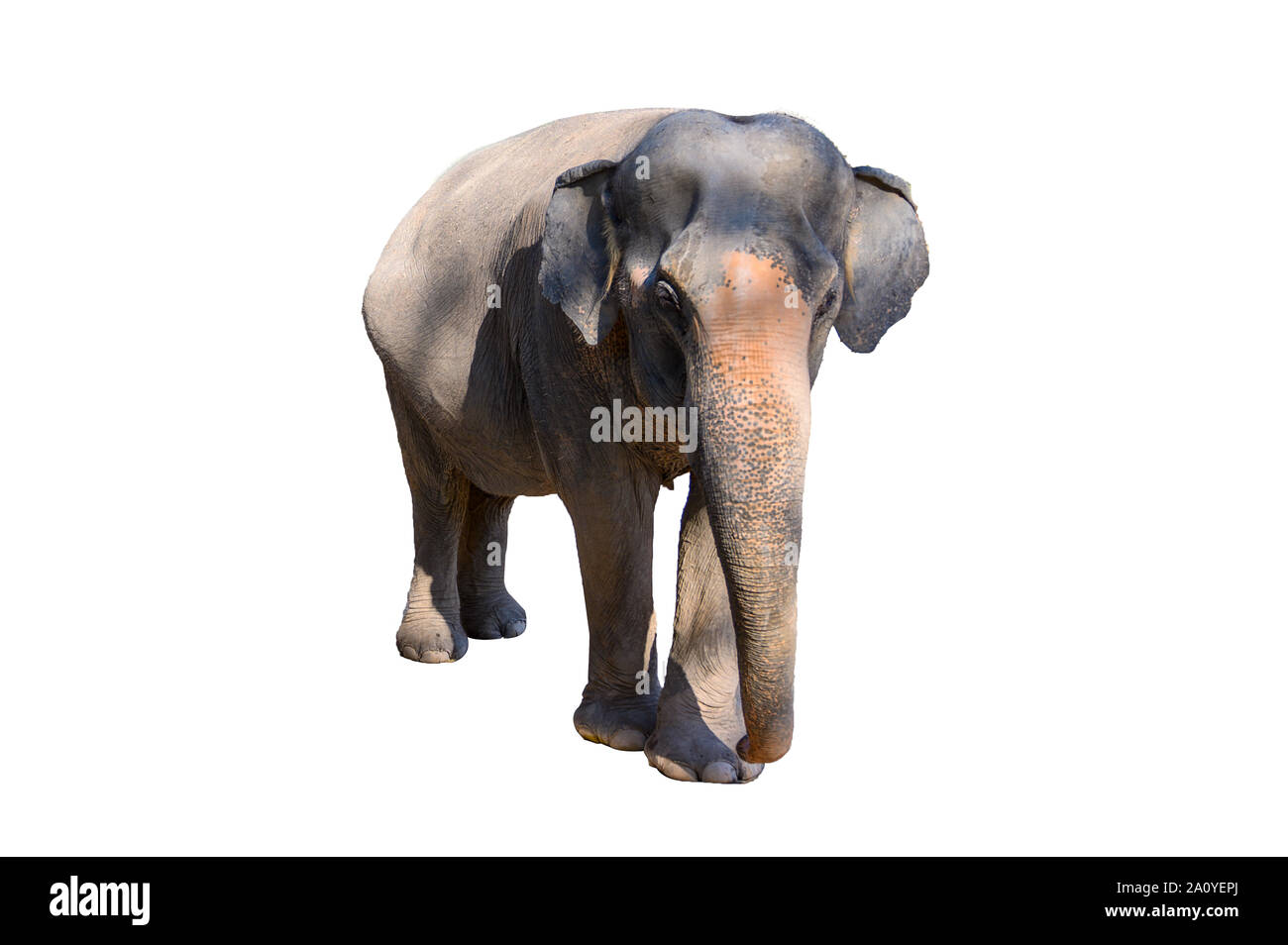 Grand éléphant marron fond blanc isoler Banque D'Images