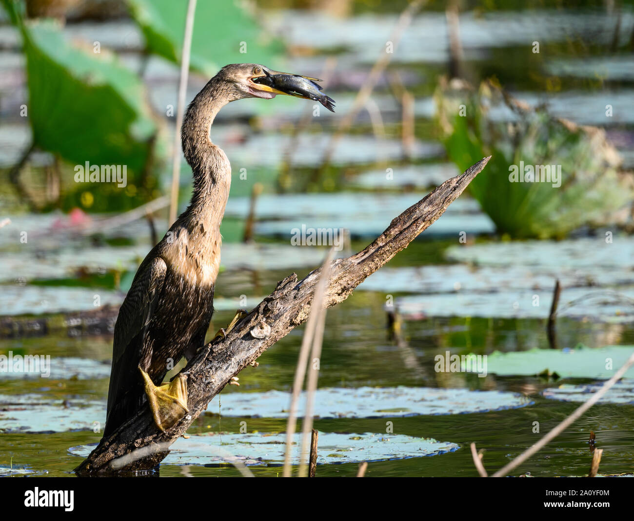L'anhinga (Anhinga anhinga) attrapé un poisson dans un étang. Sheldon Lake State Park. Houston, Texas, USA. Banque D'Images L'anhinga (Anhinga anhinga) attrapé un poisson dans un étang. Sheldon Lake State Park. Houston, Texas, USA. Banque D'Images