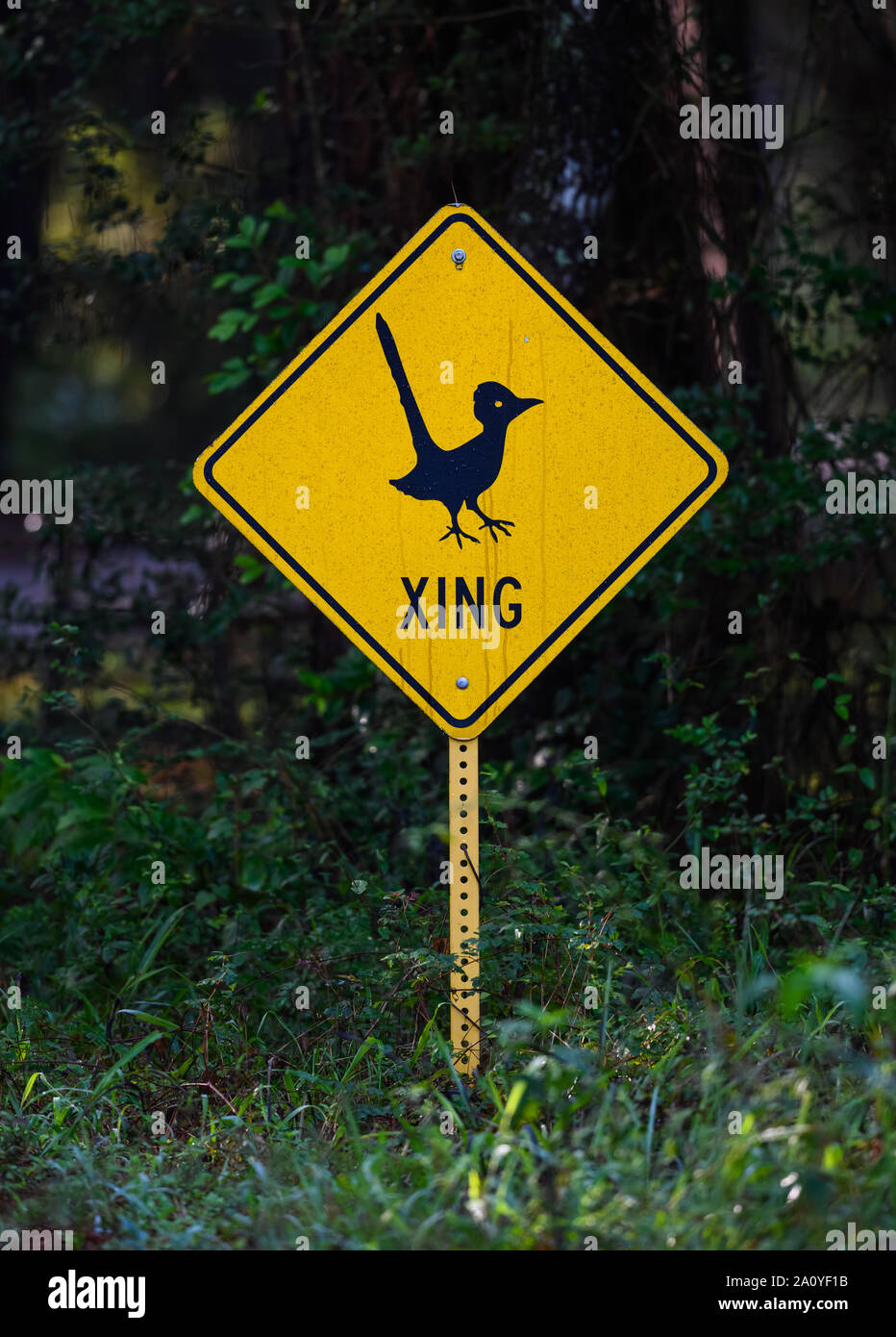 Roadrunner sur un passage de la faune jaune signe. Houston, Texas, USA. Banque D'Images Roadrunner sur un passage de la faune jaune signe. Houston, Texas, USA. Banque D'Images