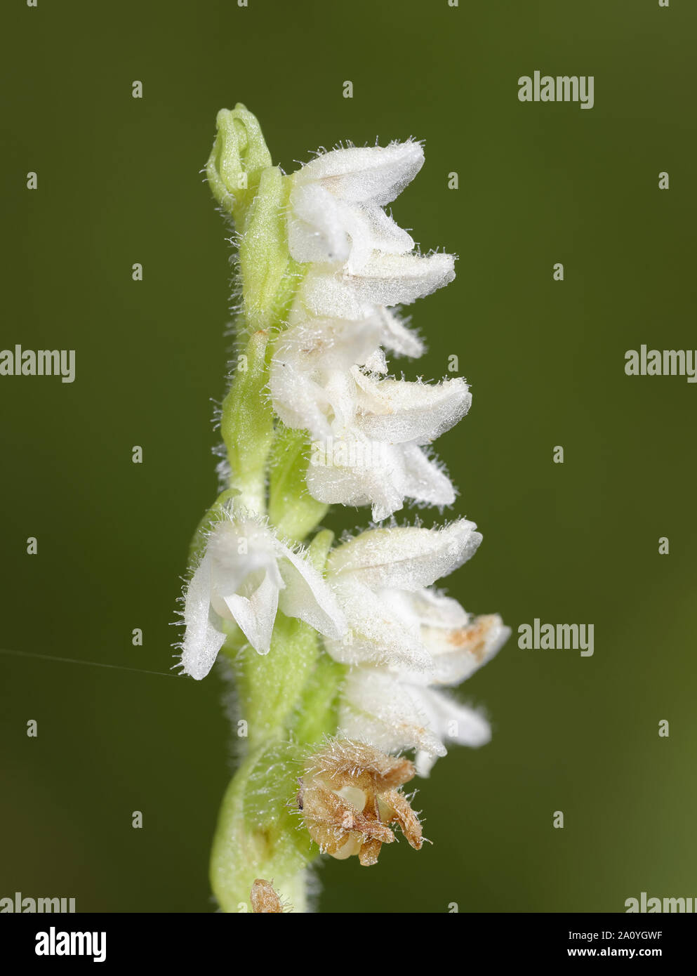 Lady's rampante Goodyera repens-tresses - Gros plan de fleur Banque D'Images