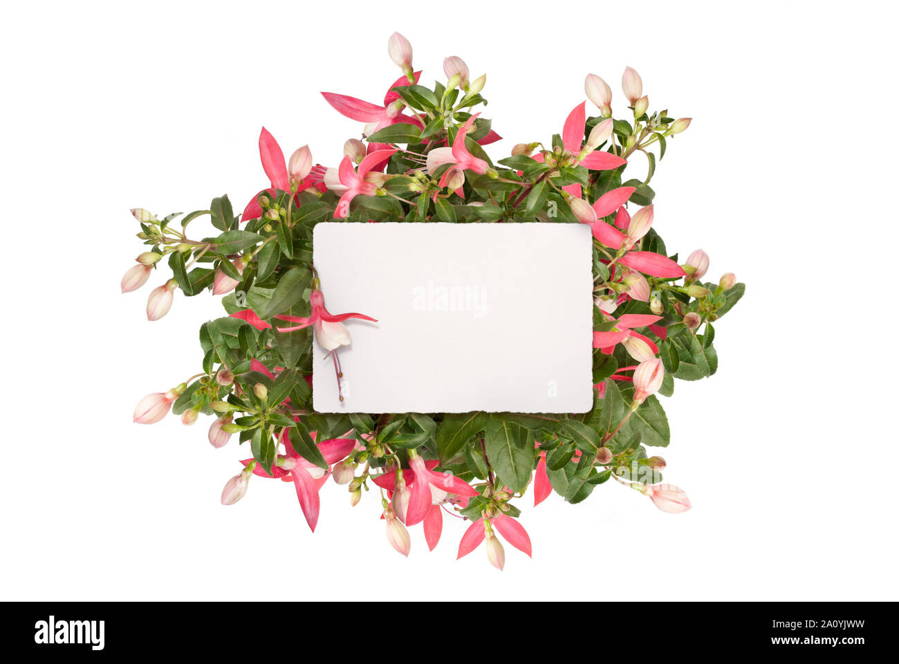 Télévision maquette laïcs de papier blanc vierge carte en rose fuchsia, plante mâle isolé sur fond blanc Banque D'Images