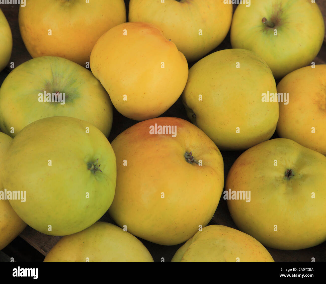 'Apple' bans, les pommes, la saine alimentation, variété, Malus domestica Banque D'Images