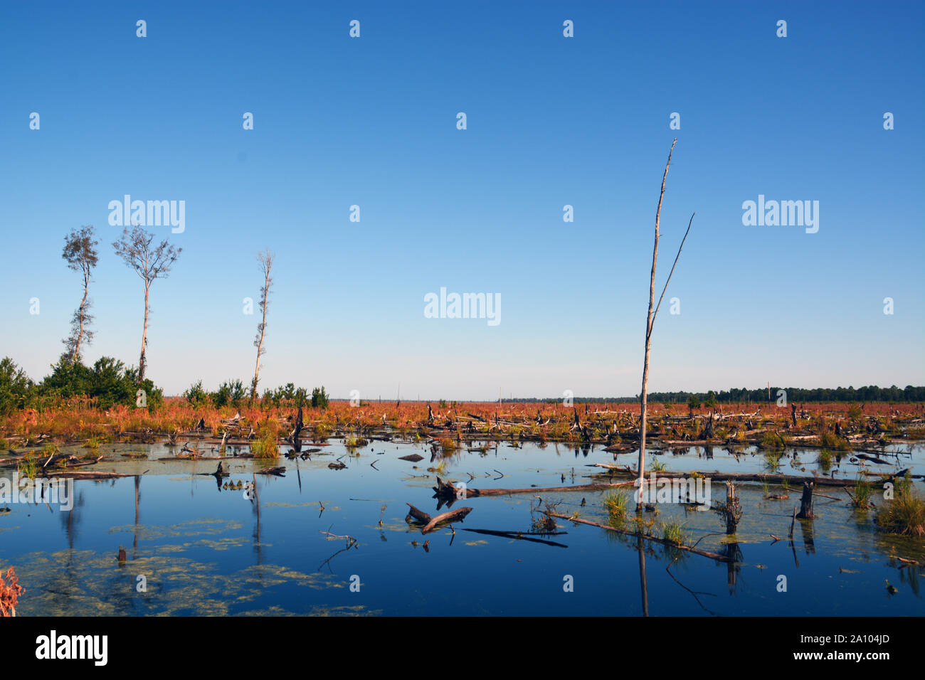 En 2019 la région de l'Ouest latérale 2011 feu de forêt, qui brûlaient la Dismal Swamp en Virginie et en Caroline du Nord, montre peu de signes de rétablissement. Banque D'Images