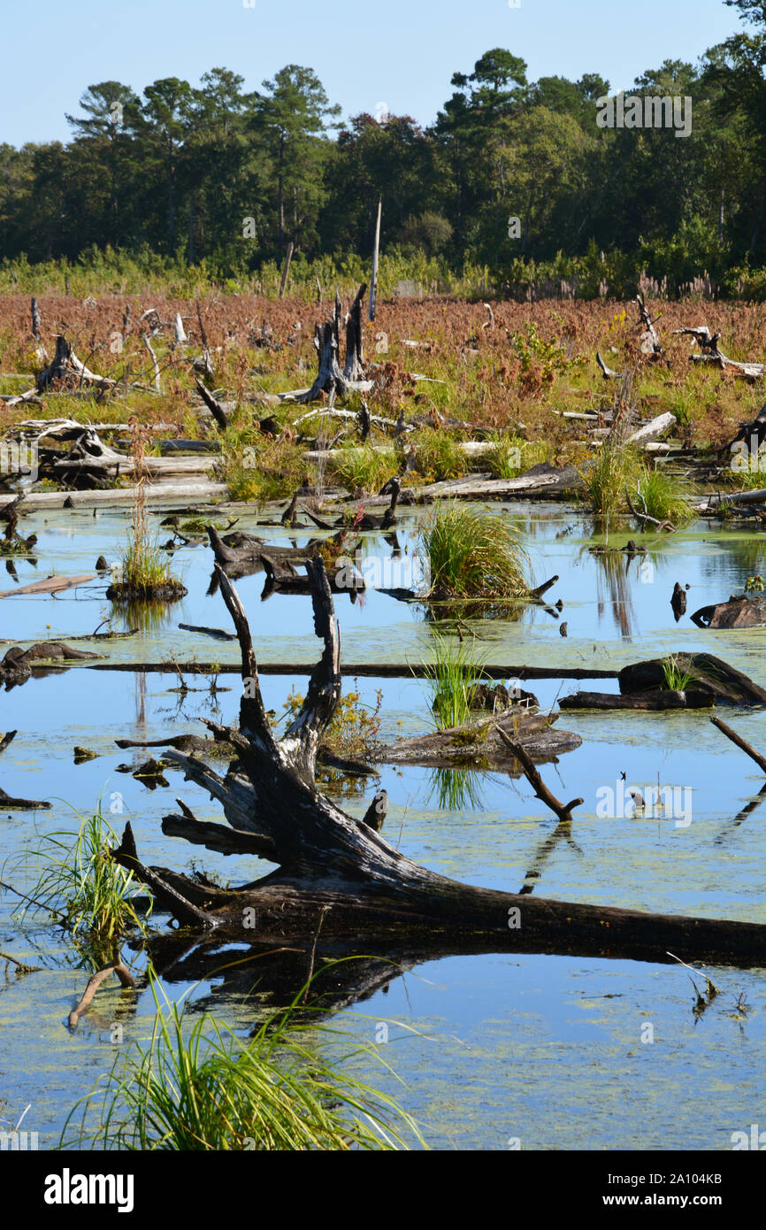 En 2019 la région de l'Ouest latérale 2011 feu de forêt, qui brûlaient la Dismal Swamp en Virginie et en Caroline du Nord, montre peu de signes de rétablissement. Banque D'Images