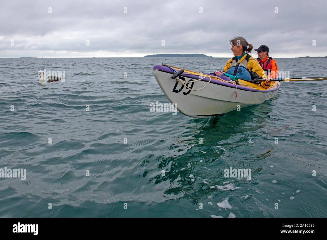 Kakayers à côté d'un albatros à cape blanche sur l'île Stewart Banque D'Images