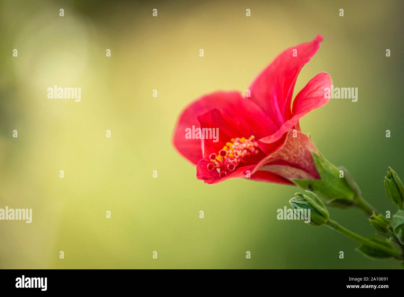 Libre assez frais fleur avec pétales lumineux croissant sur fond flou de jardin Banque D'Images