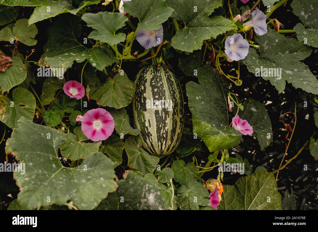 Et très vert citrouille ovale accrochée à son usine et entouré d'une série de fleurs colorées et de feuilles vertes. Banque D'Images
