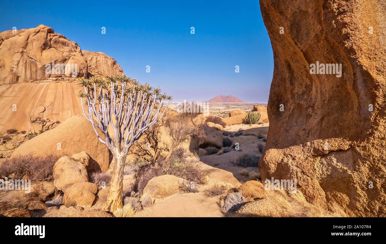 Paysage désertique spectaculaire scène à Spitzkoppe, Damaraland, Namibie, montrant un quiver tree en bonne santé vivant dans l'environnement hostile. Banque D'Images