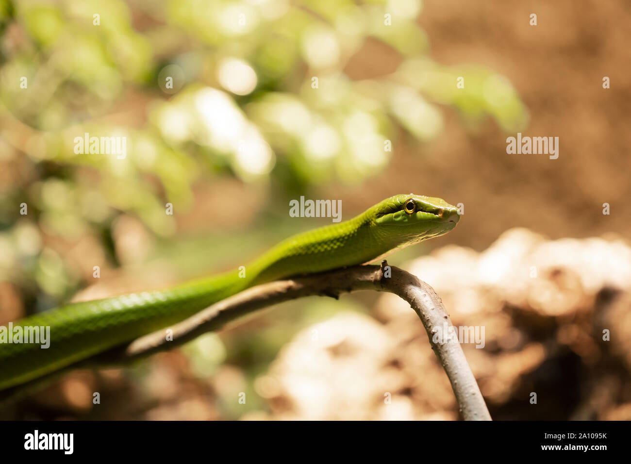 Gonyosoma oxycephalum, connu sous le nom de couleuvre mince arboricole, la couleuvre mince verte à queue rouge et la couleuvre agile à queue rouge, reposant sur une branche. Banque D'Images