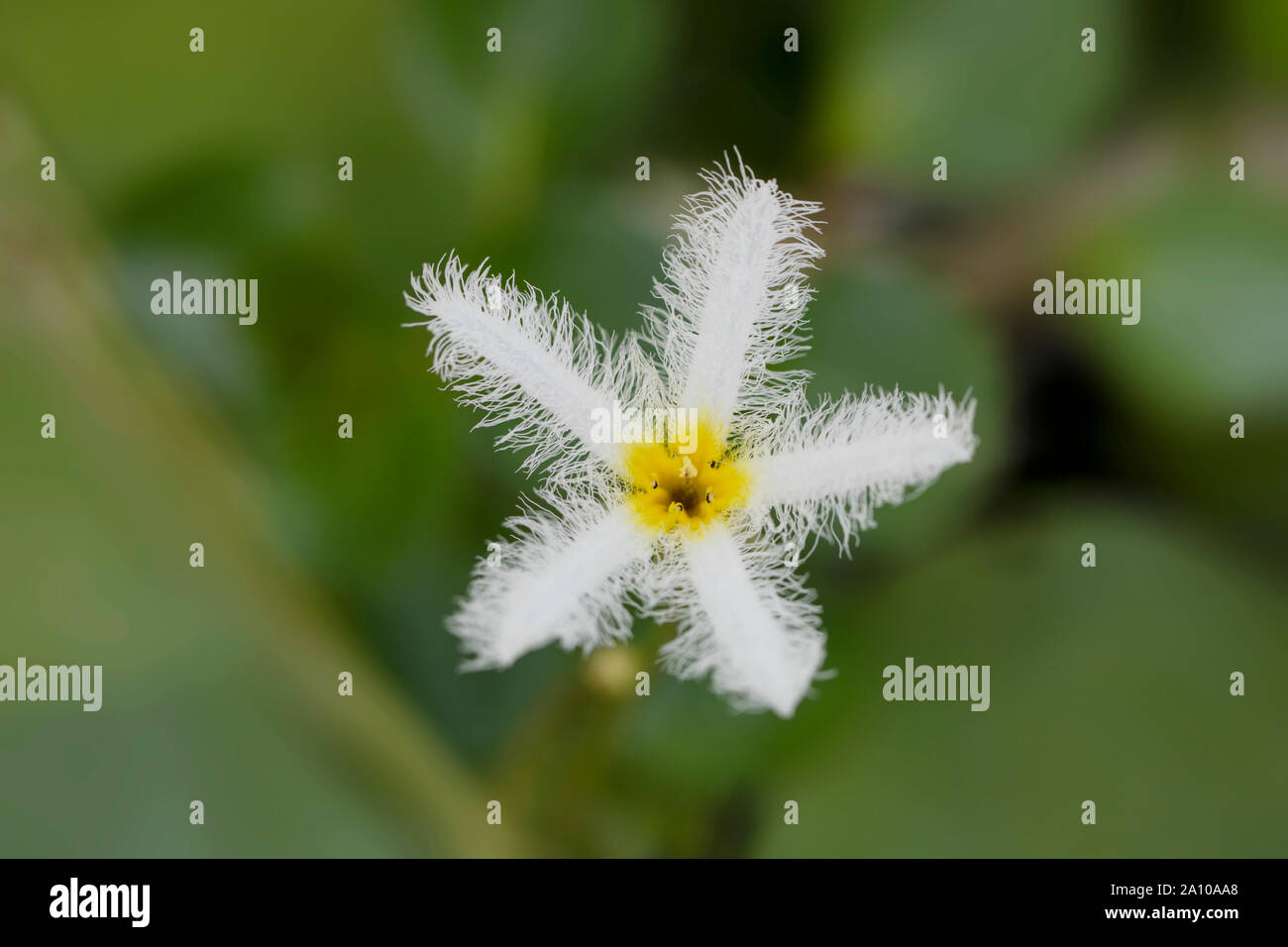 Nymphoides indica, une plante aquatique à fleurs tropicales connue sous le nom de banane, marshmotte robuste et flocon de neige, de la famille des Menyanthaceae. Banque D'Images
