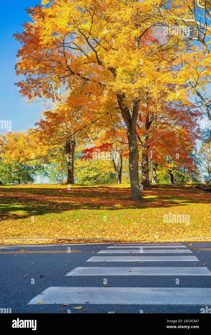 Les arbres à feuillage coloré d'automne en Nouvelle Angleterre en octobre. Passage pour piétons menant à un parc avec des feuilles d'érable jaune doré. Banque D'Images