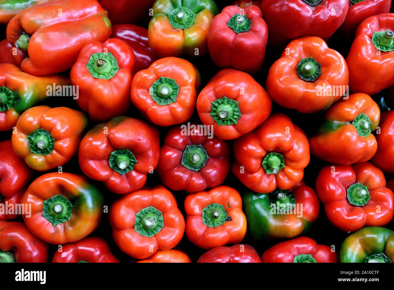 Poivrons rouges colombiens biologiques crus, frais récoltés, marché agricole, Colombie, Amérique du Sud Banque D'Images