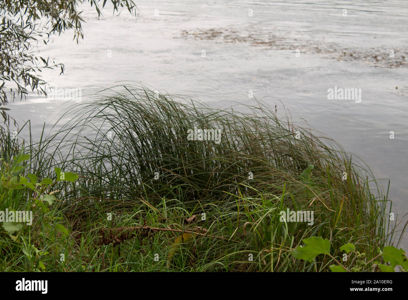 L'herbe de la rivière automne vue. Irtych. Paysage de la rivière. Banque D'Images