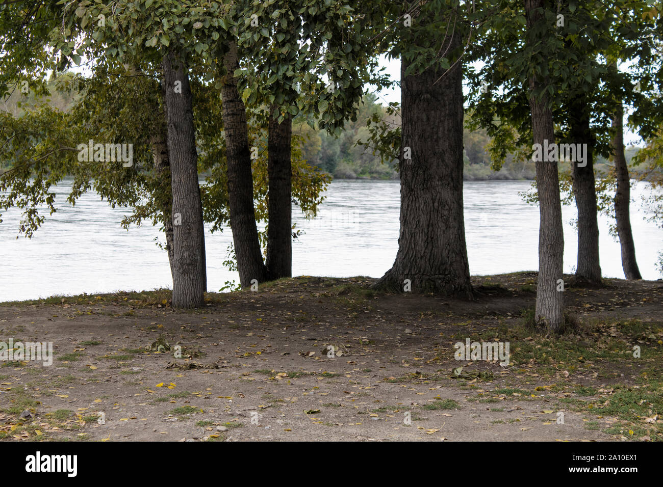 Gros peupliers sur la rive du fleuve. Paysage d'automne. Banque D'Images