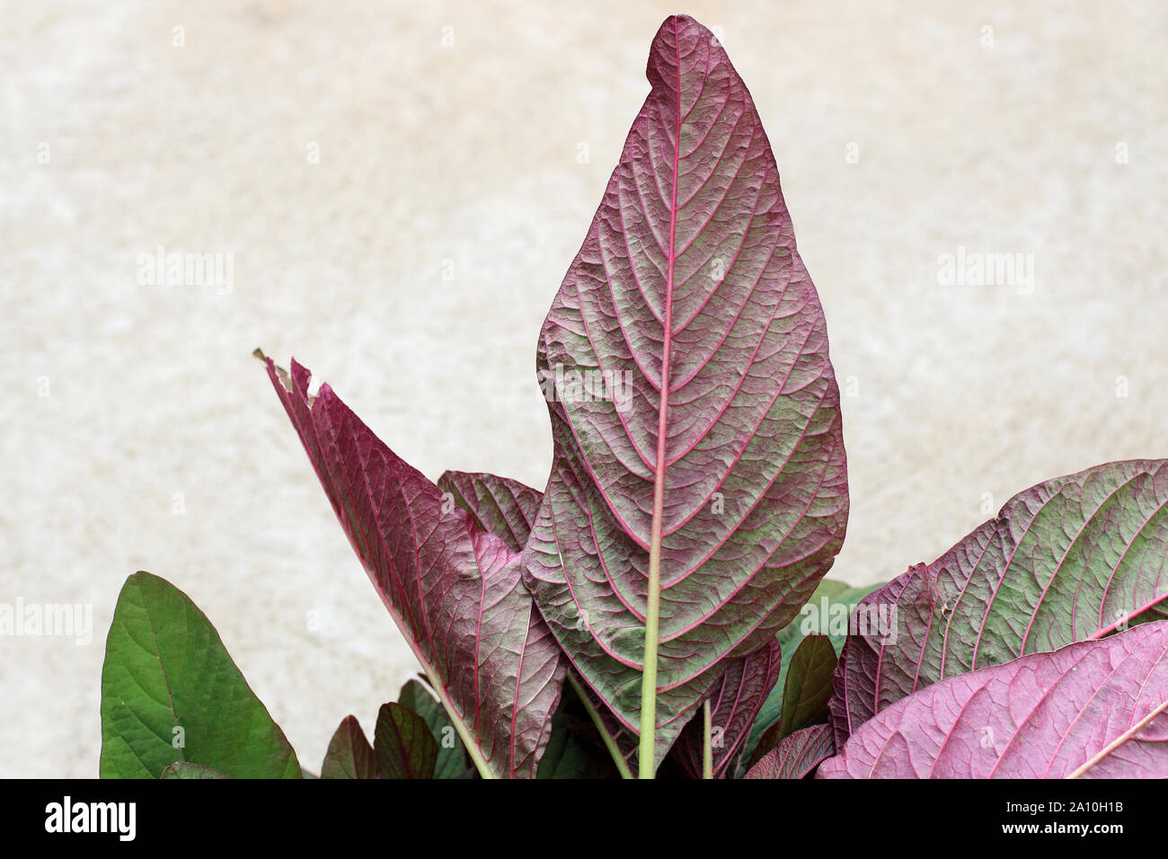 Amaranthus tricolor ou connu comme Amarante rouge Banque D'Images