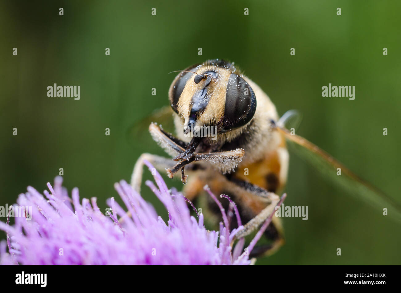 Eristalis arbustorum , d'une macro sur une fleur pourpre hoverfly Banque D'Images