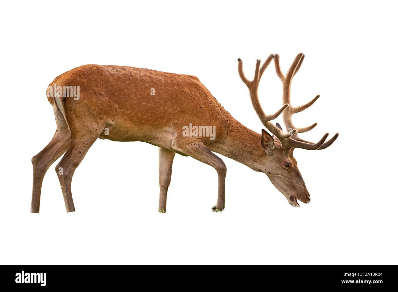 Red Deer stag avec bois en velours isolé sur fond blanc Banque D'Images