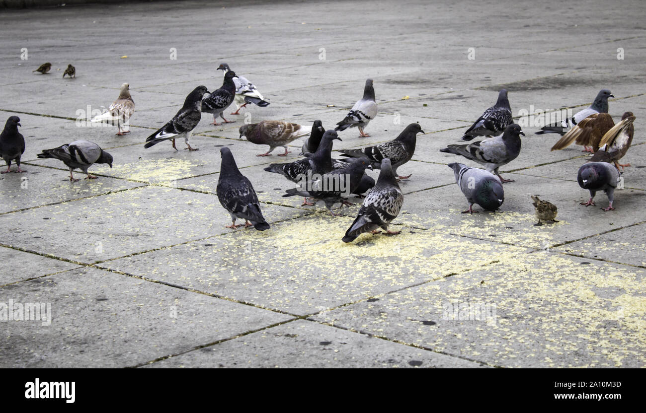 Les pigeons dans la rue en milieu urbain, les oiseaux, les animaux, paysage Banque D'Images Les pigeons dans la rue en milieu urbain, les oiseaux, les animaux, paysage Banque D'Images