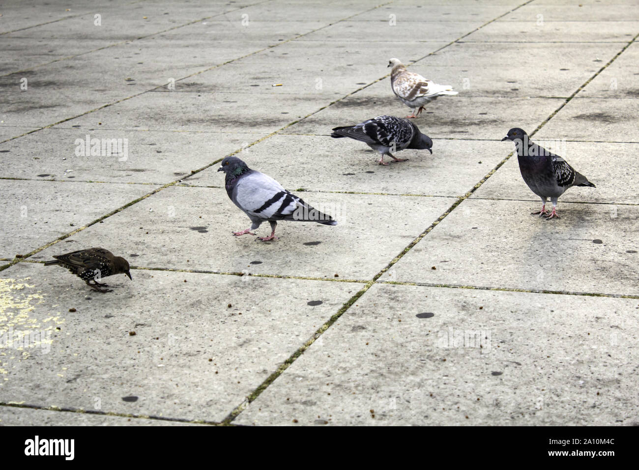 Les pigeons dans la rue en milieu urbain, les oiseaux, les animaux, paysage Banque D'Images Les pigeons dans la rue en milieu urbain, les oiseaux, les animaux, paysage Banque D'Images