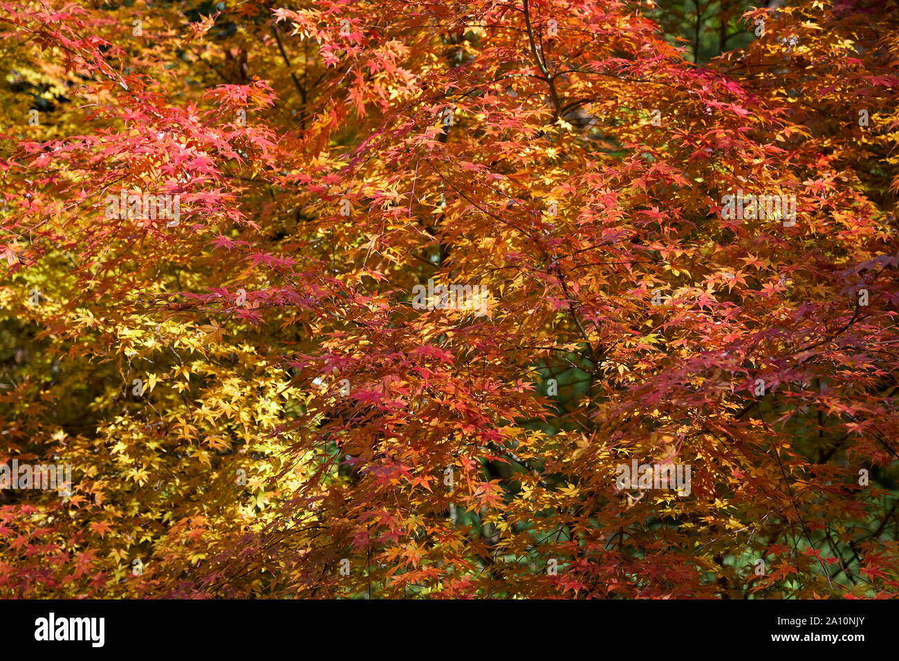 L'orange vif, jaune et rouge foncé feuilles d'érable japonais (Acer japonicum) à Hakone Open Air Museum à l'automne . Le Japon Banque D'Images