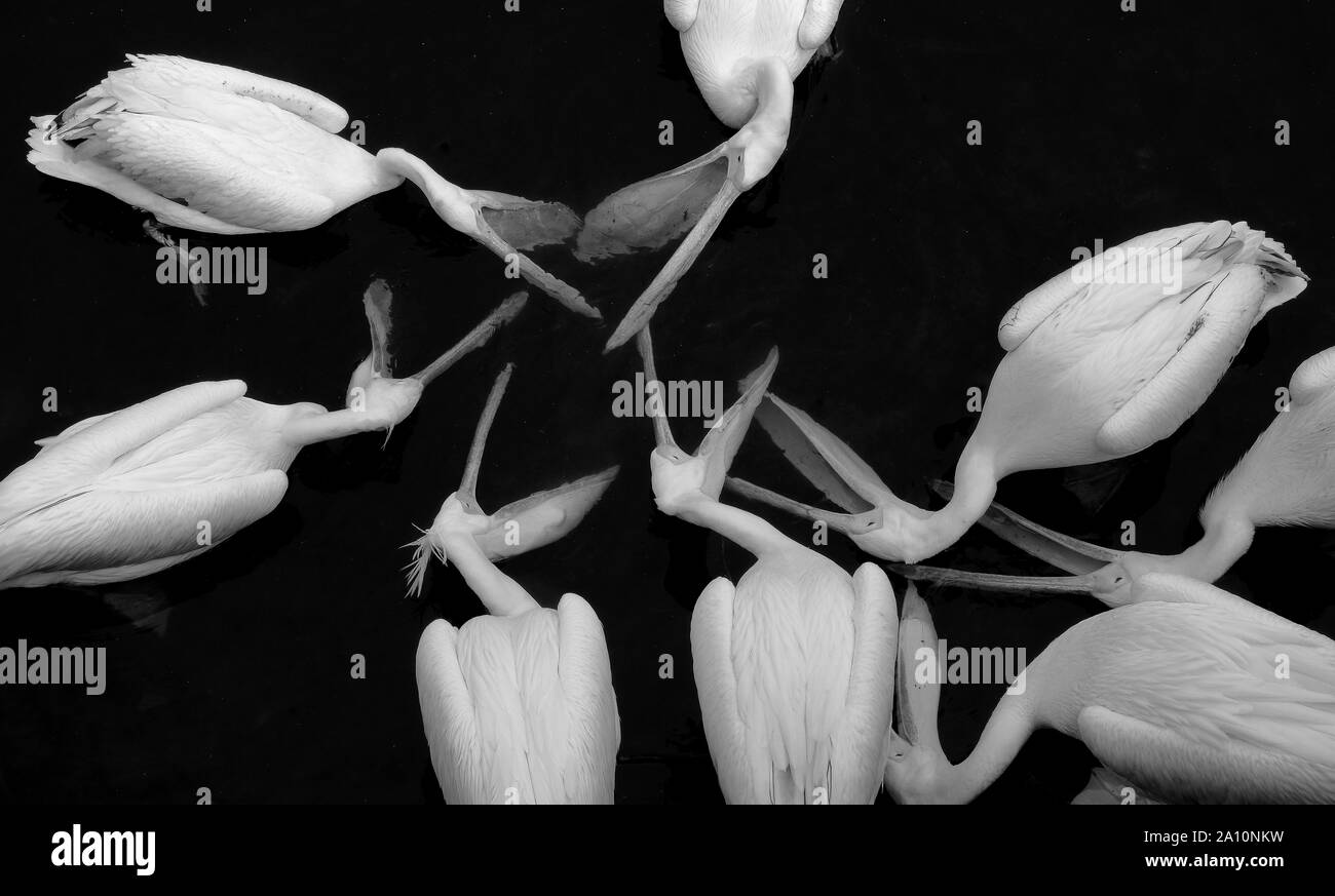 Le grand Pélican blanc Pelecanus onocrotalus aussi connu comme l'est le pélican blanc pélican rose, ou le pélican blanc d'oiseaux, oiseaux,une eau potable Banque D'Images