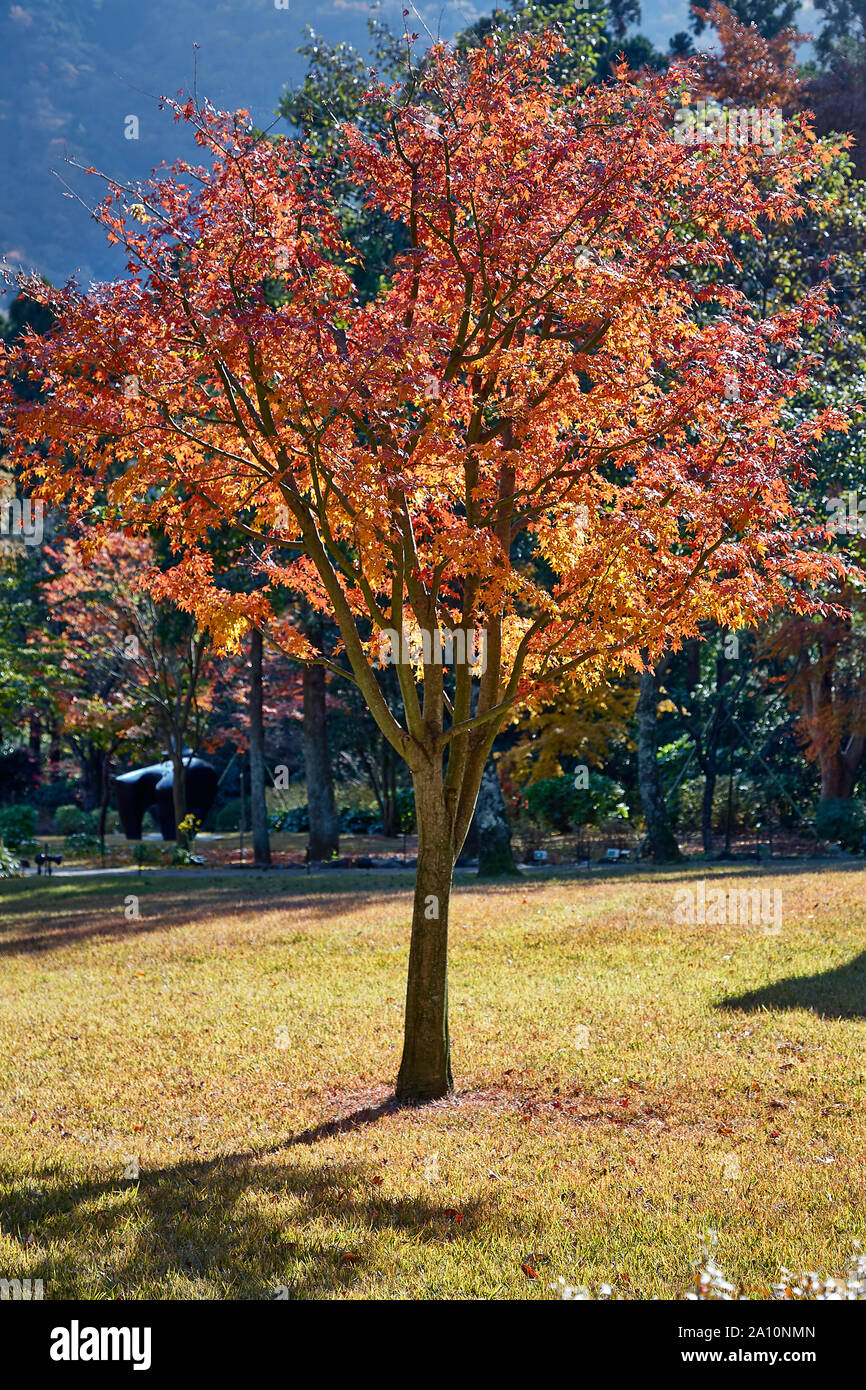 L'orange vif, jaune et rouge foncé feuilles d'érable japonais (Acer japonicum) à Hakone park à l'automne. Le Japon Banque D'Images