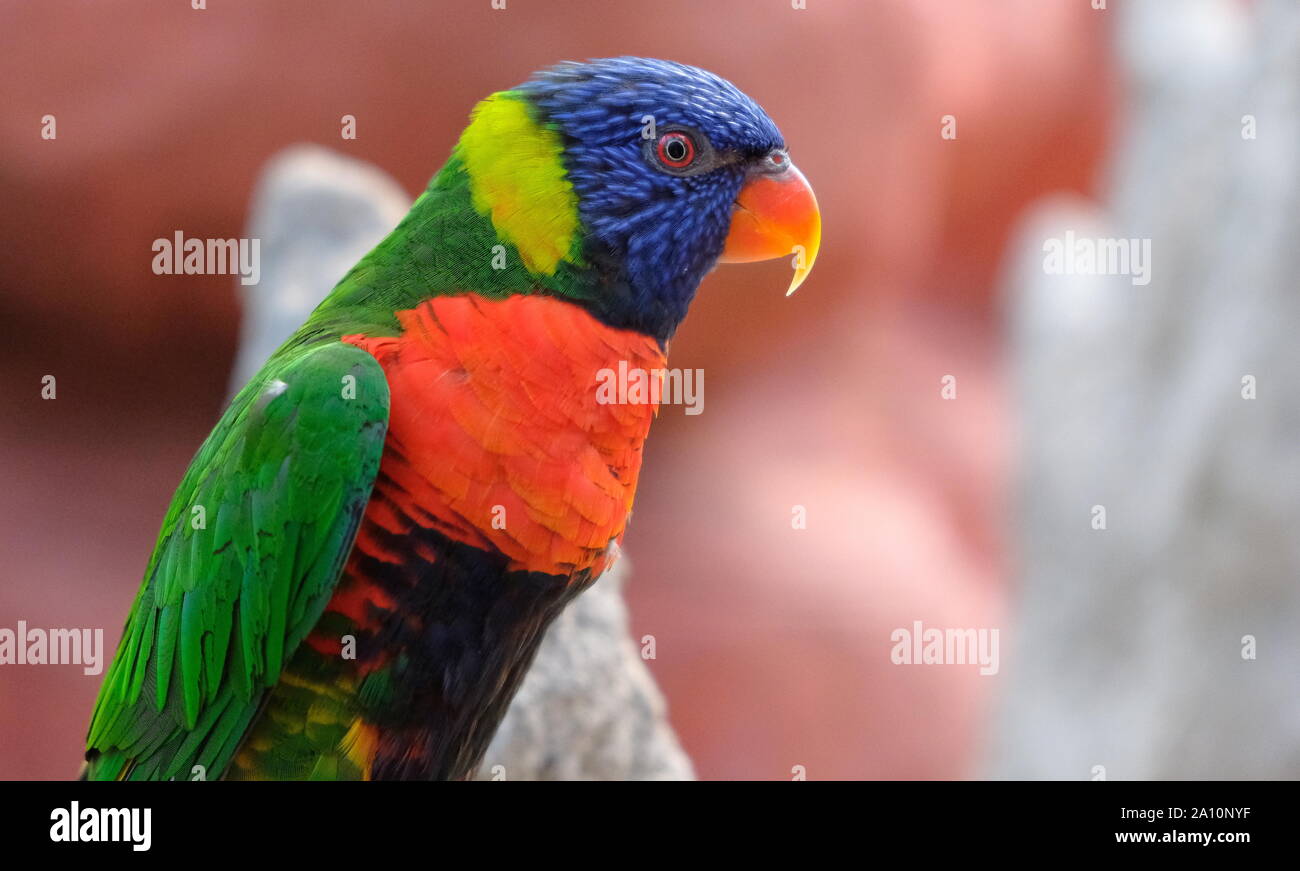 Portrait d'un petit perroquet coloré assis sur une branche. Des oiseaux tropicaux, lory famille. Rouge, bleu, jaune et vert. Vue rapprochée de l'animal w Banque D'Images Portrait d'un petit perroquet coloré assis sur une branche. Des oiseaux tropicaux, lory famille. Rouge, bleu, jaune et vert. Vue rapprochée de l'animal w Banque D'Images