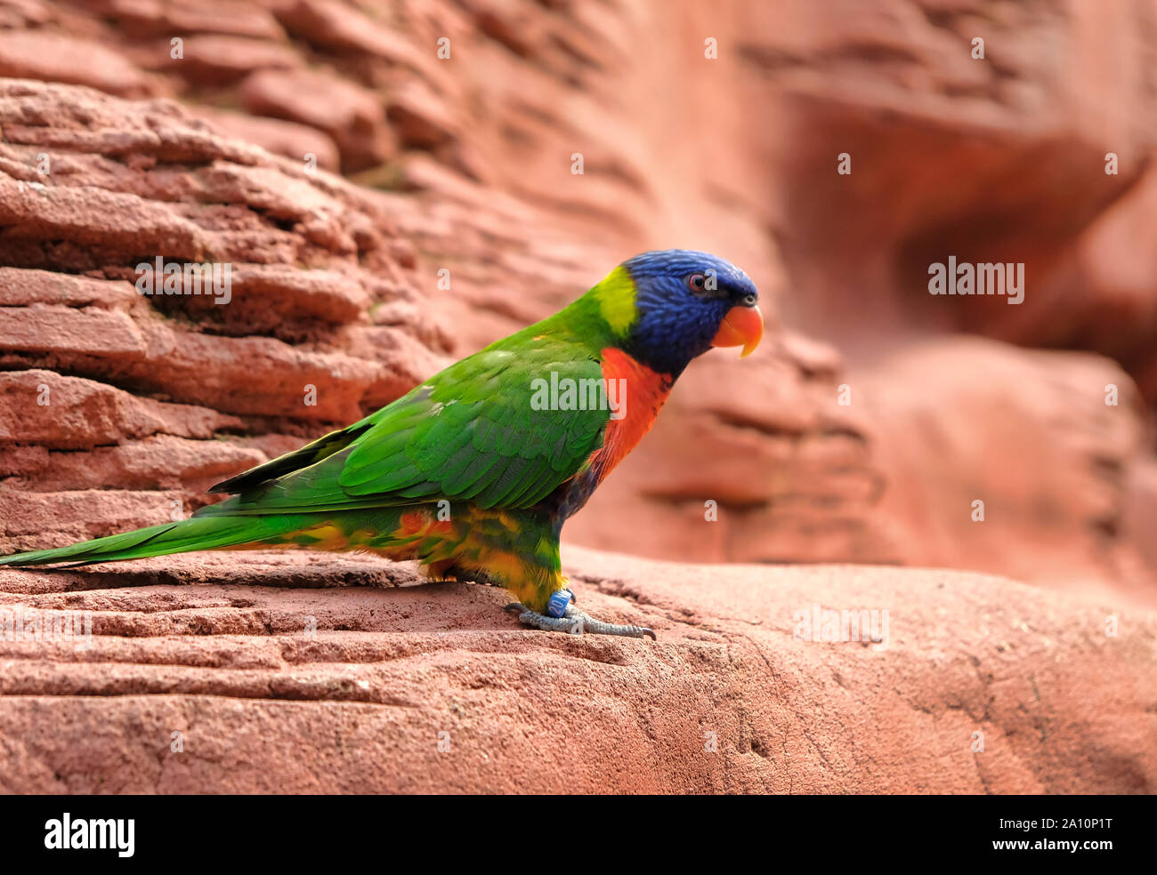 Portrait d'un petit perroquet coloré assis sur une branche. Des oiseaux tropicaux, lory famille. Rouge, bleu, jaune et vert. Vue rapprochée de l'animal w Banque D'Images Portrait d'un petit perroquet coloré assis sur une branche. Des oiseaux tropicaux, lory famille. Rouge, bleu, jaune et vert. Vue rapprochée de l'animal w Banque D'Images