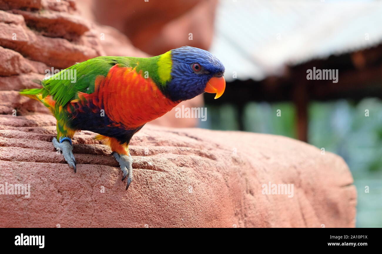 Portrait d'un petit perroquet coloré assis sur une branche. Des oiseaux tropicaux, lory famille. Rouge, bleu, jaune et vert. Vue rapprochée de l'animal w Banque D'Images Portrait d'un petit perroquet coloré assis sur une branche. Des oiseaux tropicaux, lory famille. Rouge, bleu, jaune et vert. Vue rapprochée de l'animal w Banque D'Images