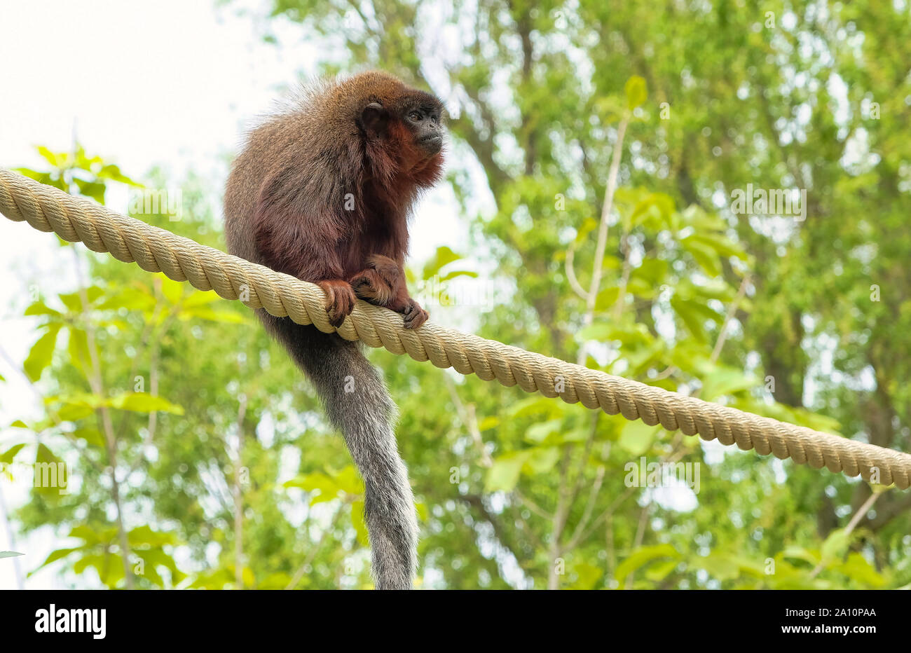 Singe titi rouge grimper sur une branche de l'avifaune de l'habitat naturel des Pays-Bas Banque D'Images