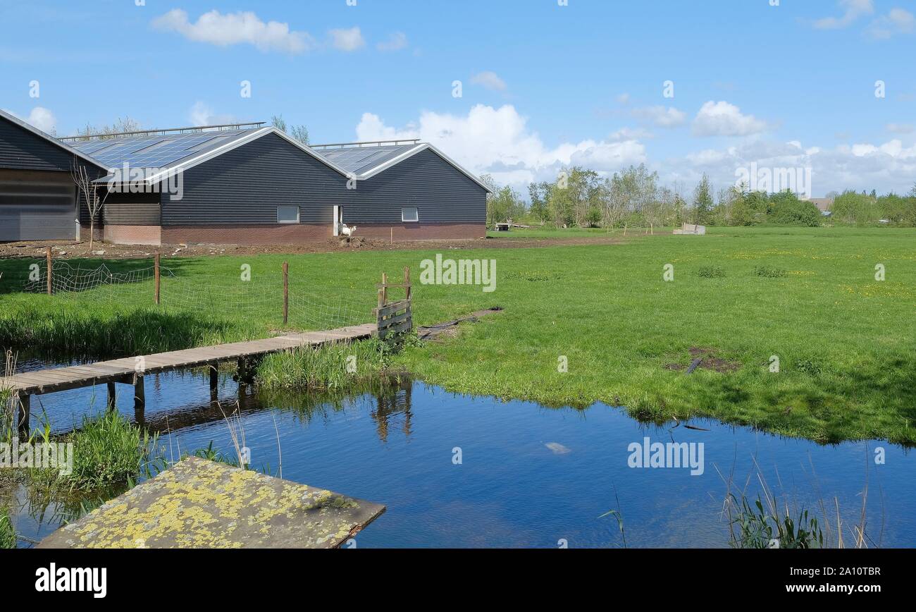 Panorama typiquement néerlandais paysage avec vaches et l'herbe, beau ciel bleu et nuages blancs près d'Amsterdam, Pays-Bas Banque D'Images