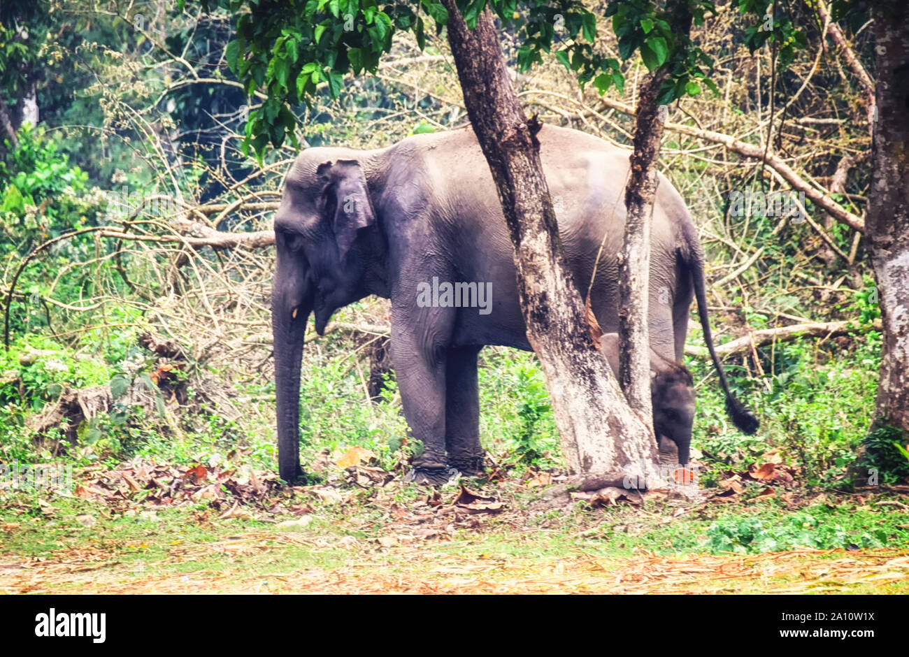 Éléphant à Nameri National Park, de l'Assam, en Inde. Banque D'Images