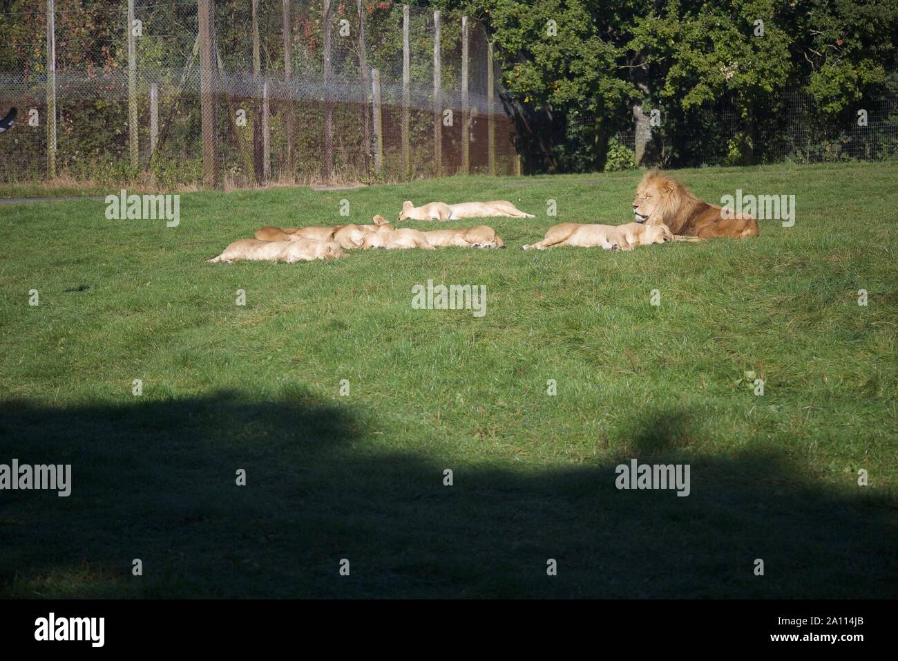 Une fierté un lions profiter du soleil. Photos prises à Longleat Safari Park Banque D'Images