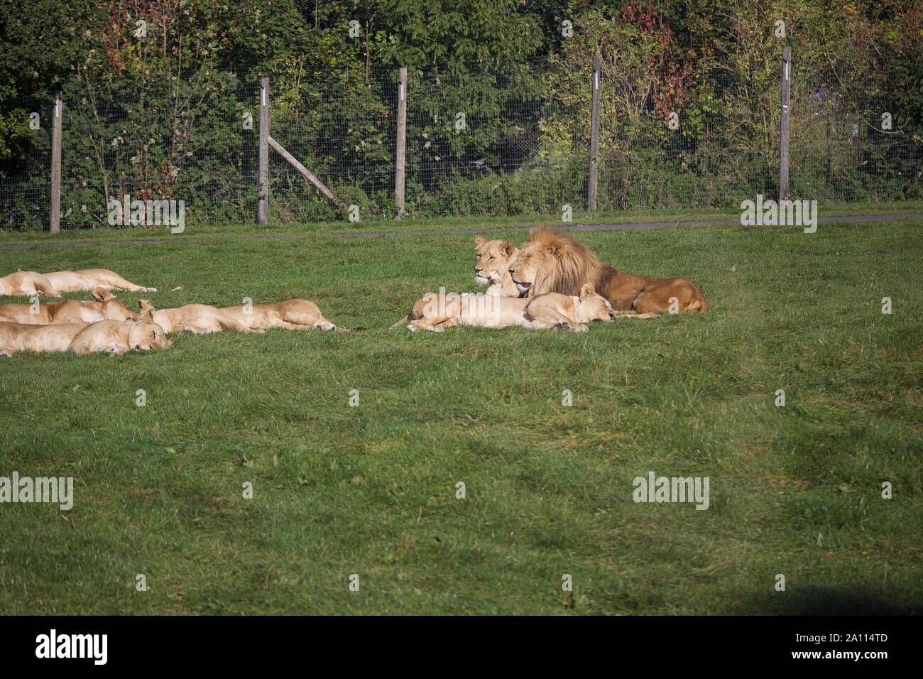 Une fierté un lions profiter du soleil. Photos prises à Longleat Safari Park Banque D'Images