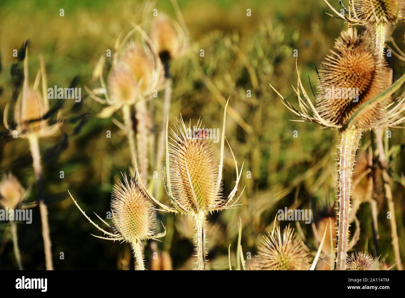 Insectes rouge sur les chardons dans une journée ensoleillée Banque D'Images