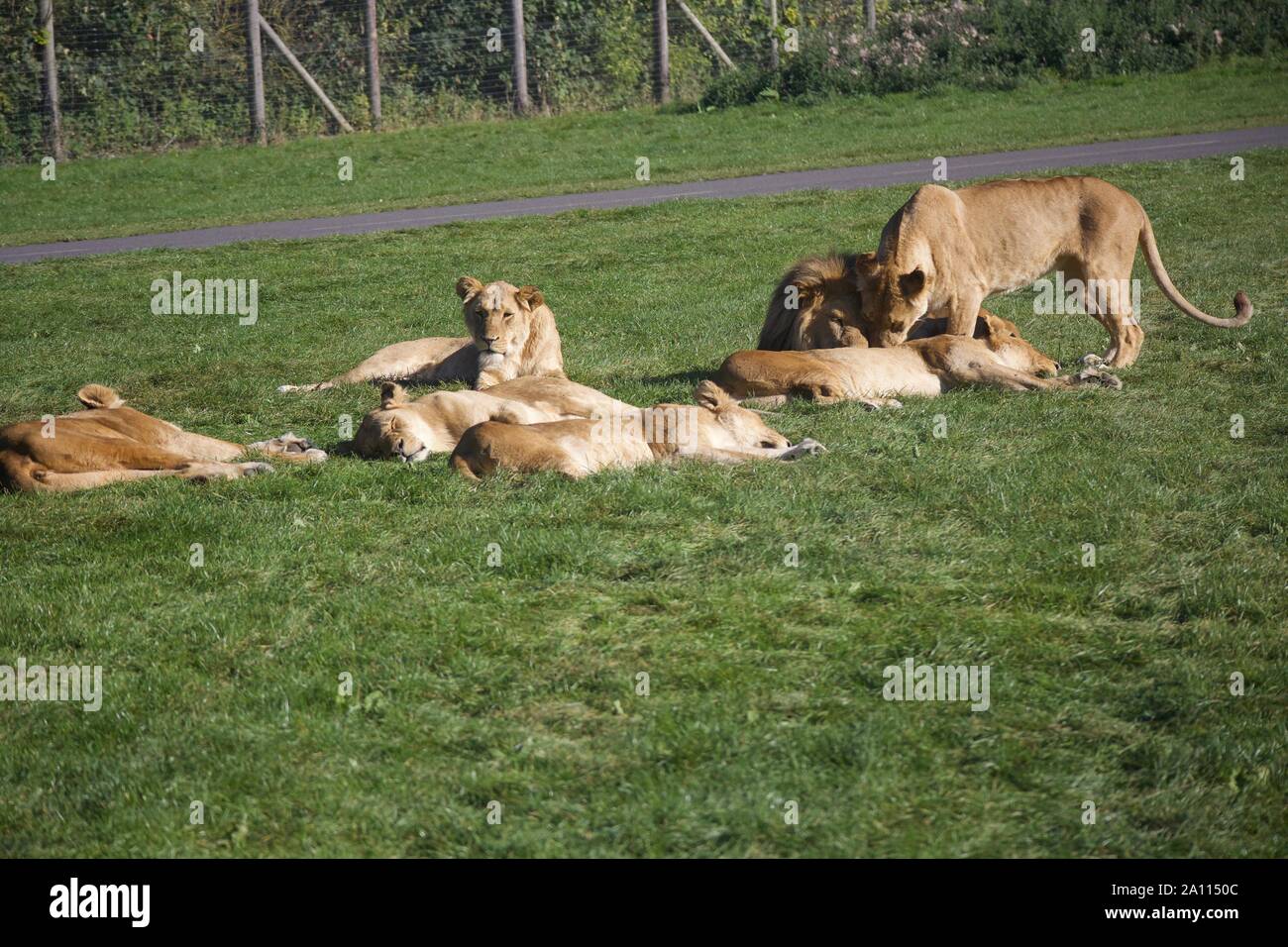 Une fierté un lions profiter du soleil. Photos prises à Longleat Safari Park Banque D'Images