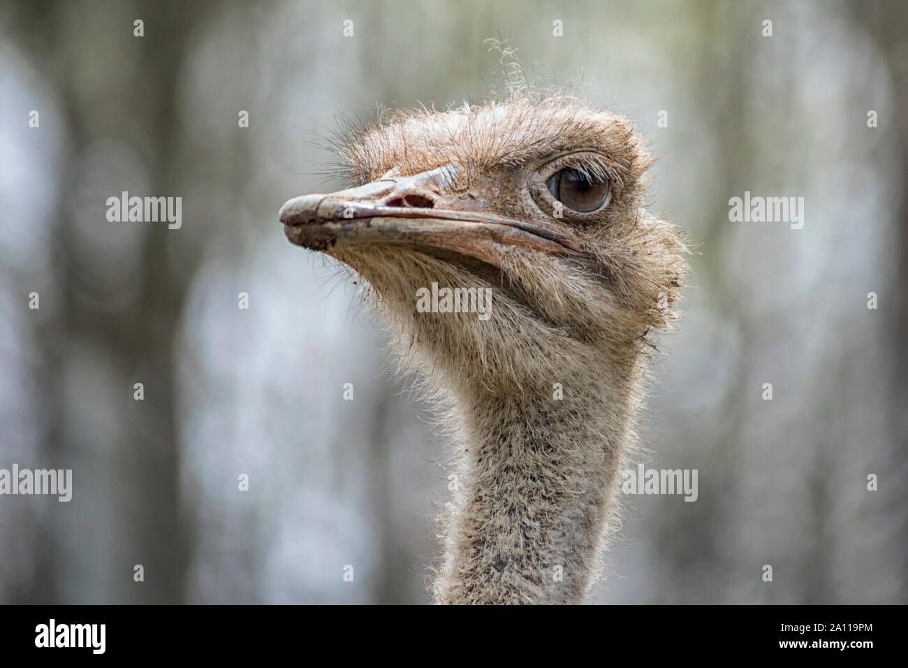 Close-up head shot of Common ostrich (Struthio camelus) avec résumé arrière-plan flou. Banque D'Images