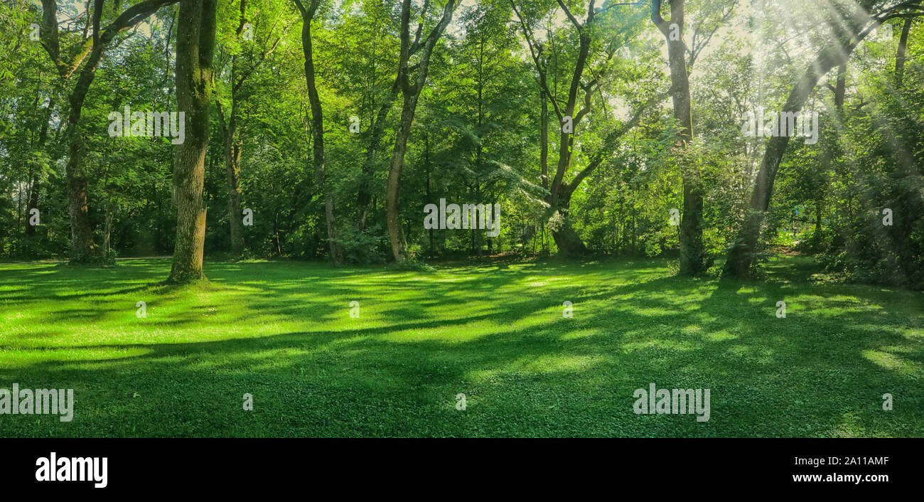 Beau vert pré entouré d'arbres avec rayons sunbeam, paysage au Jardin Anglais à Munich Banque D'Images