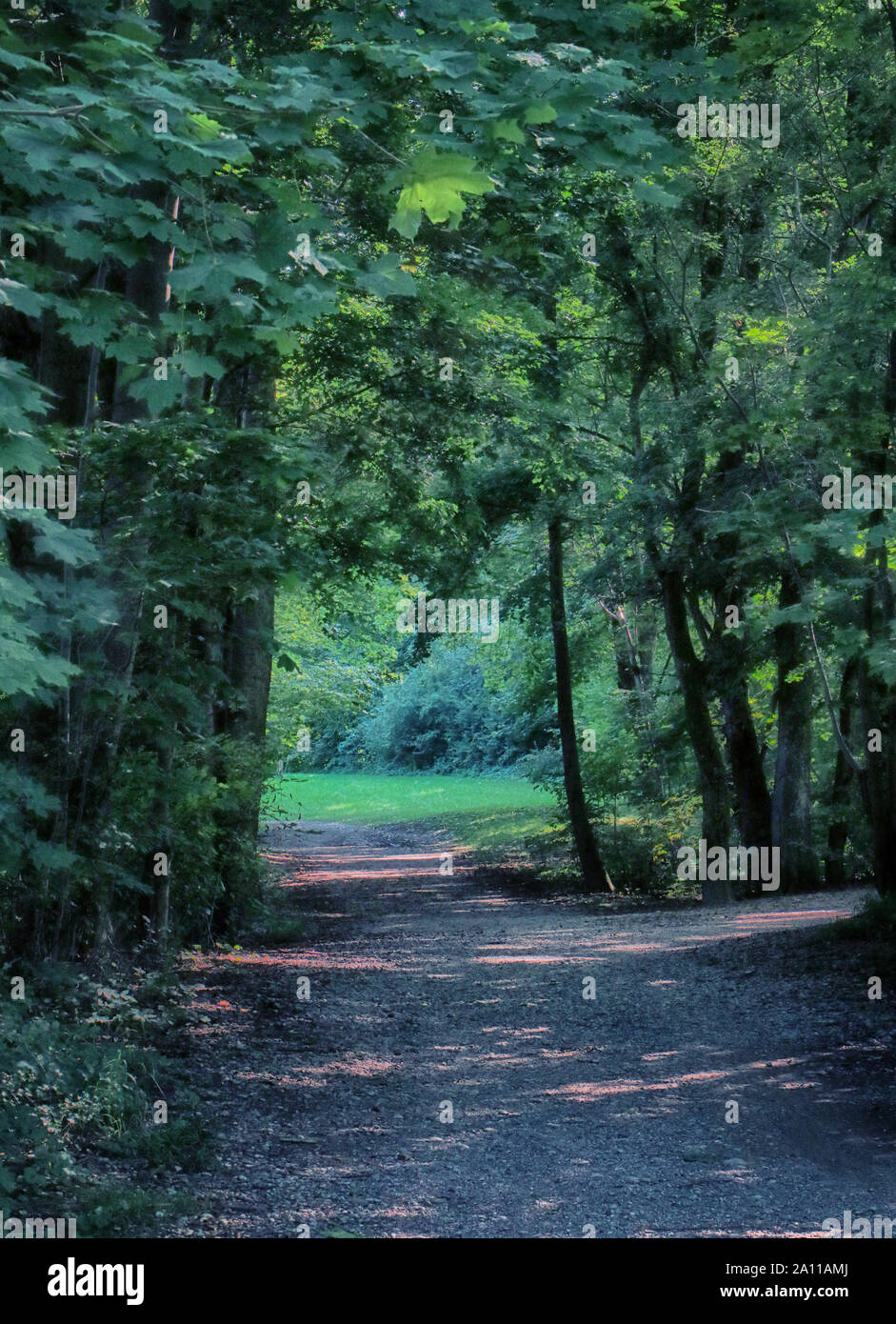 Beau chemin dans l'ombre verte entourée d'arbres avec une végétation luxuriante en été, le paysage en jardin anglais à Munich Banque D'Images