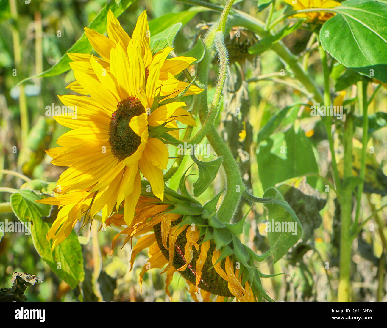 Belle tête de tournesol sur la culture intensive dans une ferme en Bavière Banque D'Images