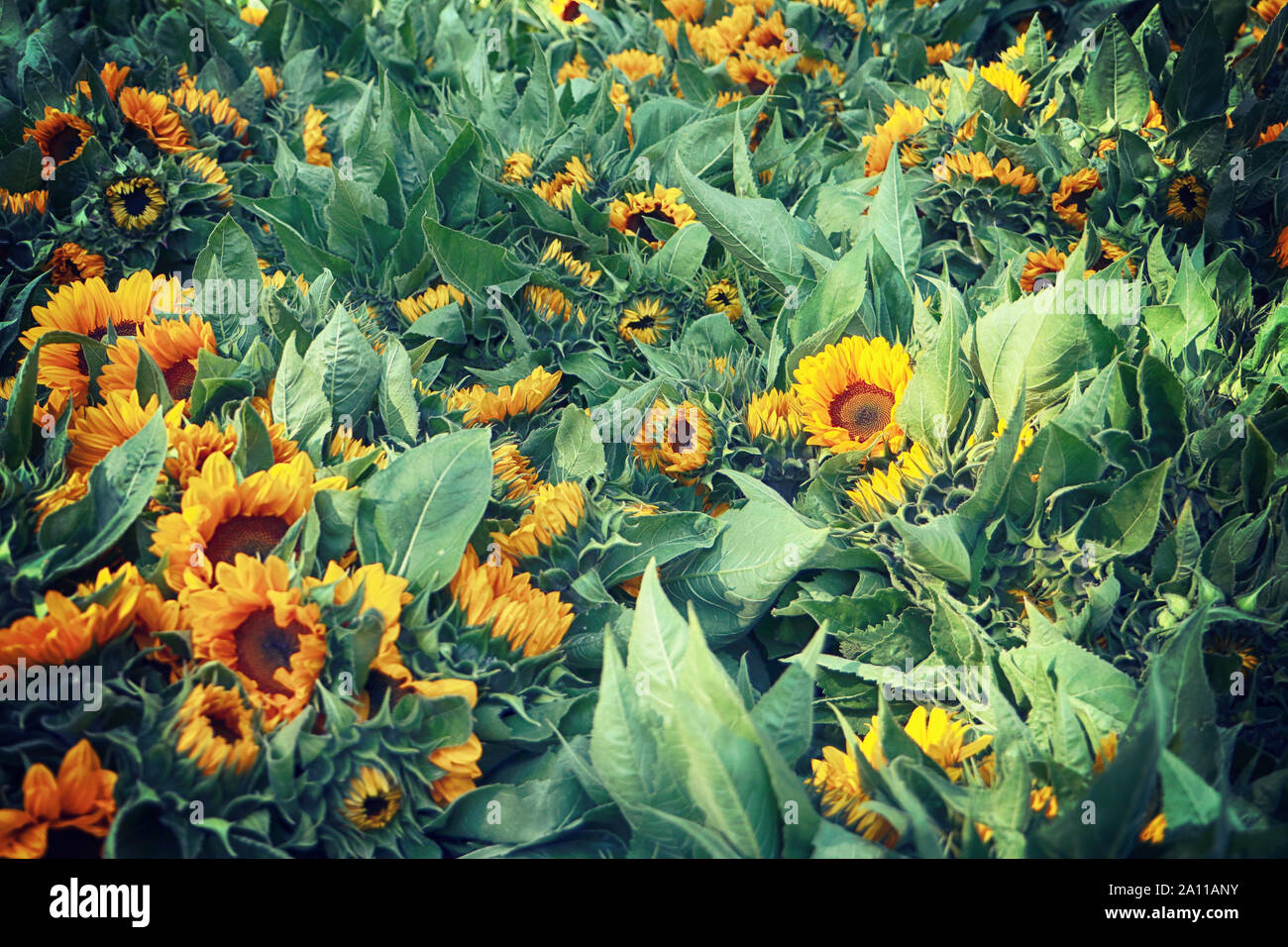 La culture intensive des fleurs en Bavière : tournesol lumineux chefs récoltés en été et prêt pour le marché floral, fond nature Banque D'Images