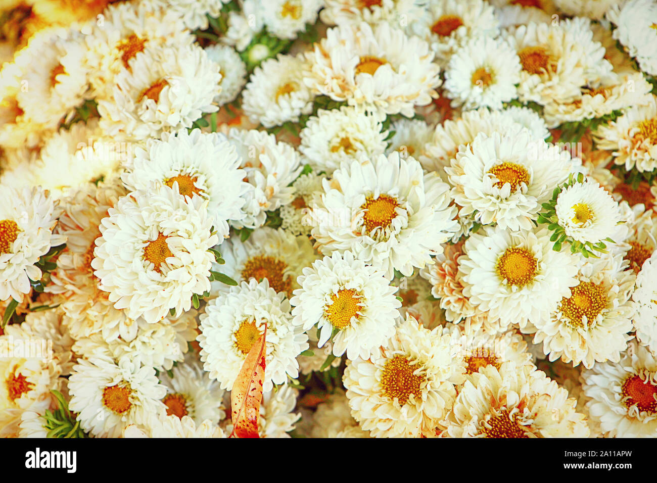 La culture intensive des fleurs en Bavière : aster lumineux fleurs en été et prêt pour le marché floral, fond nature Banque D'Images